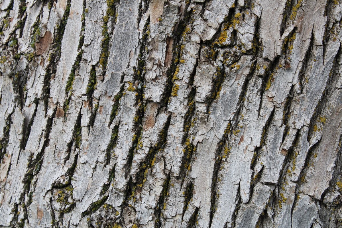 Rough Tree Bark Texture